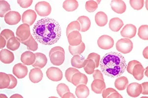 System Prints: Neutrophils in Peripheral Blood Smear, light micrograph