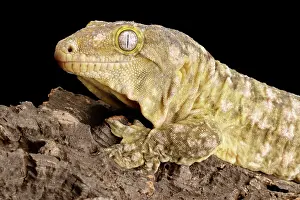 Lizard Prints: New Caledonia Giant Gecko
