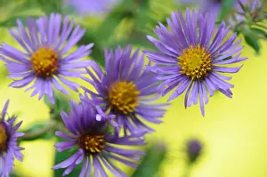 England Prints: New England Aster