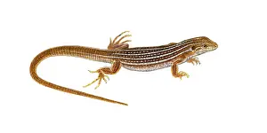 April Prints: New Mexico Whiptail Lizard