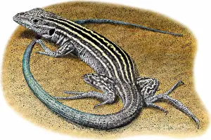 Desert Prints: New Mexico Whiptail Lizard