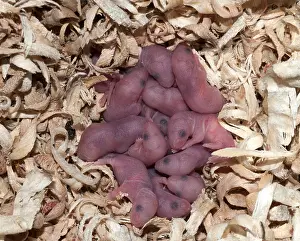 Rodentia Prints: Newborn Mice