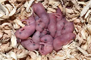 Rodentia Prints: Newborn Mice