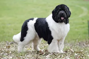White Prints: Newfoundland Dog
