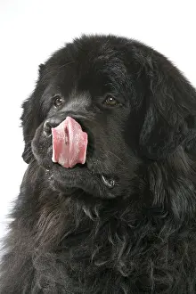 Black Prints: Newfoundland Dog
