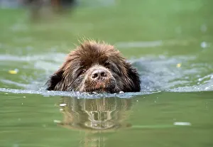 River Prints: Newfoundland Dog, swimming in river