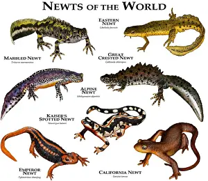 Great Prints: Newts of the World