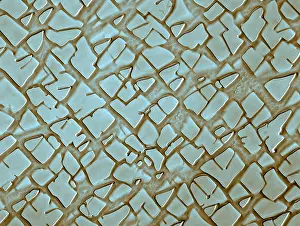 Material Prints: Nickel Alloy, under a microscope (SEM)