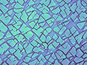 Material Prints: Nickel Alloy, under a microscope (SEM)