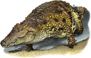 Crocodile Prints: Nile Crocodile