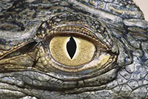Details Prints: Nile Crocodile Eye