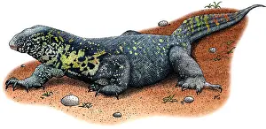 Graphics Prints: Nile Monitor