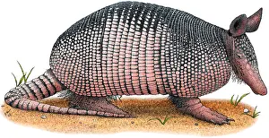 Armadillo Prints: Nine-Banded Armadillo