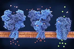 Prints: NMDA, AMPA & GABA synapse receptors