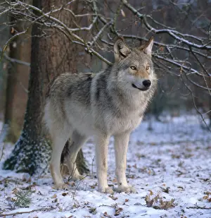 Prints of Gray wolf or timber wolf (Canis lupus) : Noble Timber Wolf or Grey Wolf Standing in a Winter Forest in Snow