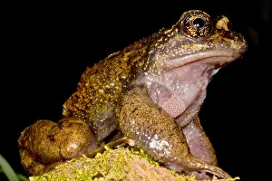 Chest Prints: Nora's Spiny Chest Frog