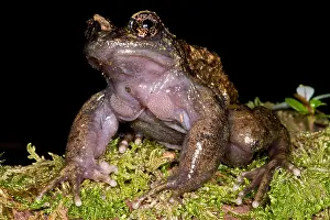 Forest Prints: Nora's Spiny Chest Frog