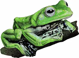 Flying Prints: Norhayatis Flying Frog