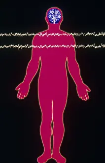 Silhouette Prints: Normal EEG