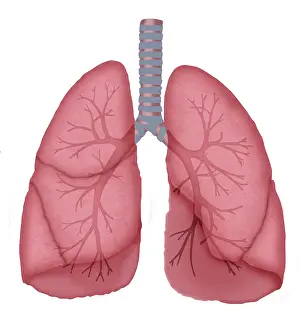 Tubes Prints: Normal lungs