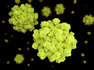Many Science & Medical Prints: Norovirus, artwork