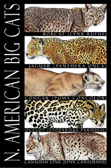 Type Prints: North American Big Cats, Poster