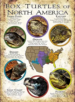 North American Box Turtles