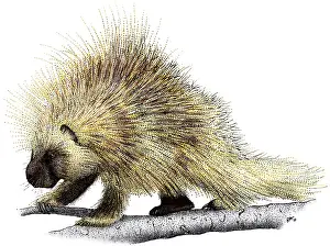 April Prints: North American Porcupine