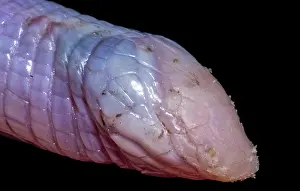 Endemic Prints: North American Worm Lizard (Rhineura floridana)