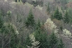 Nature Prints: North Carolina forest