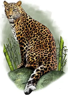 Animals Prints: North china leopard