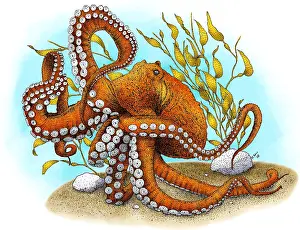 Molluscks Prints: North Pacific Giant Octopus