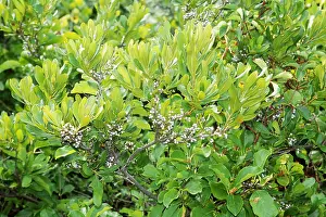 : Northern Bayberry Plant, Cape Cod