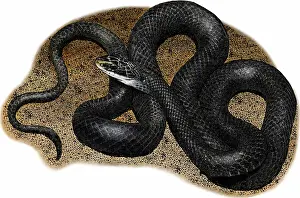 Colubridae Prints: Northern black racer snake