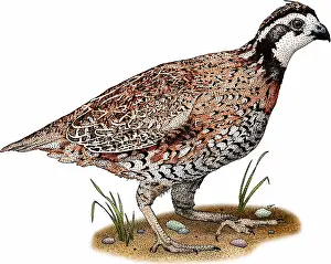 Virginia Prints: Northern bobwhite quail
