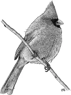 Passerine Prints: Northern Cardinal