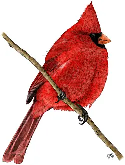 Passerine Prints: Northern Cardinal