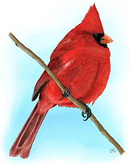 Chordate Prints: Northern Cardinal