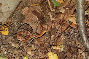 Serpent Prints: Northern Copperhead