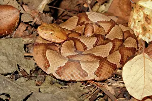 Serpent Prints: Northern Copperhead on leaf litter