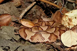 Serpent Prints: Northern Copperhead on leaf litter