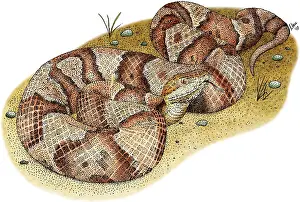 Copper Prints: Northern Copperhead Snake