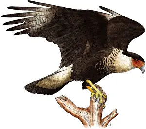 Avian Prints: Northern Crested Caracara