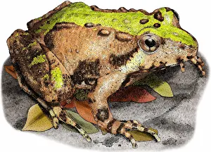 Crickets Prints: Northern cricket frog