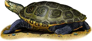 Turtle Prints: Northern Diamondback Terrapin