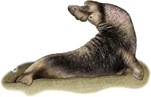 Seal Prints: Northern Elephant Seal
