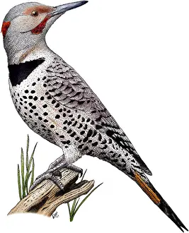 Woodpecker Prints: Northern Flicker
