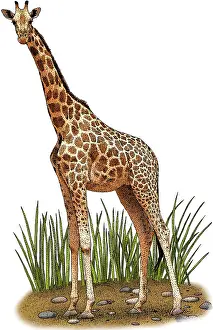 Giraffa Prints: Northern Giraffe