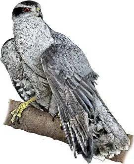 Buteo Prints: Northern Goshawk