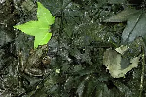 Frog Prints: Northern Green Frog blending in with surrondings